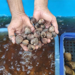 Lolos Standar Internasional, Kerang Darah Malut Kembali Ekspor ke Thailand