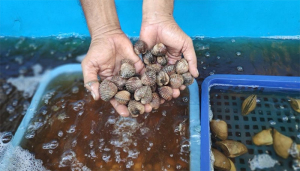 Lolos Standar Internasional, Kerang Darah Malut Kembali Ekspor ke Thailand