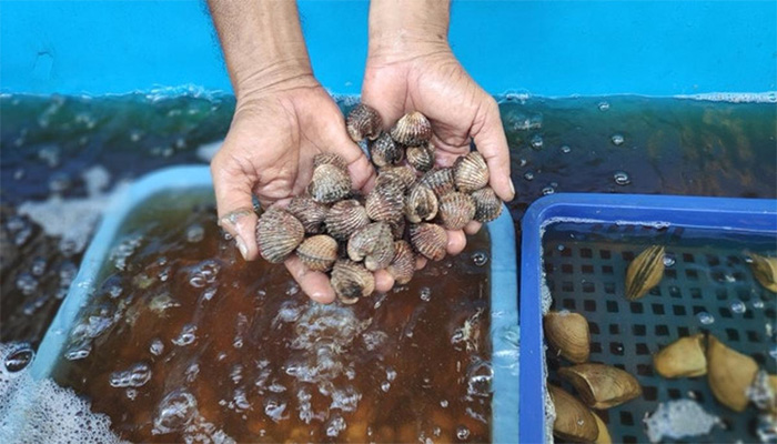 Lolos Standar Internasional, Kerang Darah Malut Kembali Ekspor ke Thailand